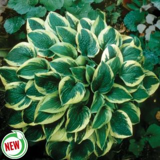 Wide Brim Hosta Thumbnail